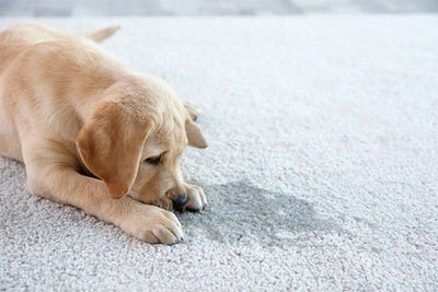 Can Coir Door Mats Get Wet Or Stain?