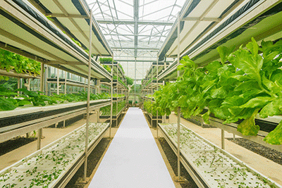 GrowFloor Greenhouse